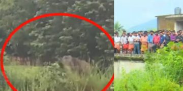 കണ്ണൂർ ജില്ലയിലെ ഉളിക്കലിൽ ജനവാസ മേഖലയിൽ കാട്ടാന