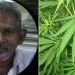 പച്ചക്കറി കൃഷിക്കിടയില് കഞ്ചാവ് ചെടിയും നട്ടുവളര്ത്തി ; 68കാരന് പിടിയില്