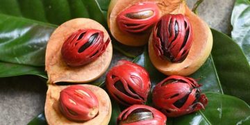 ജാതിക്ക കഴിക്കുന്നത് കൊണ്ടുള്ള ഈ ഗുണങ്ങള്‍ അറിയാമോ ?