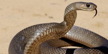 ശബരിമല മരക്കൂട്ടത്ത് ചന്ദ്രാനന്ദൻ റോഡിൽ വീണ്ടും പാമ്പ്