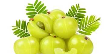 ദിവസവും ഒരു നെല്ലിക്ക വീതം കഴിക്കണമെന്ന് പറയുന്നതിന്‍റെ കാരണം