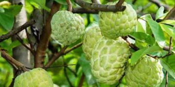 സീതപ്പഴം കഴിച്ചാലുള്ള ആരോ​ഗ്യ​ഗുണങ്ങൾ എന്തൊക്കെ?