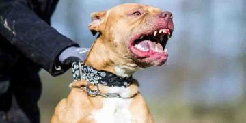 വീടിന് സമീപം നായ മലമൂത്രവിസര്‍ജ്ജനം നടത്തി; ചോദ്യം ചെയ്ത സ്ത്രീക്ക് നേരെ പിറ്റ്ബുള്ളിനെ അഴിച്ചുവിട്ട് ക്രൂരത