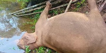 പാലക്കാട് കാട്ടാനയെ ചരിഞ്ഞ നിലയിൽ കണ്ടെത്തി