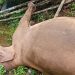 പാലക്കാട് കാട്ടാനയെ ചരിഞ്ഞ നിലയിൽ കണ്ടെത്തി