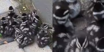 കൃഷ്ണകുമാറിൻ്റെ വീട്ടിൽ വിരുന്നെത്തി അപൂർവ ഇനം താറാവും മക്കളും