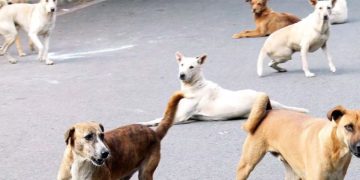 1 മണിക്കൂറിൽ തെരുവുനായ ആക്രമിച്ചത് 29 പേരെ ; നായയെ തല്ലിക്കൊന്ന് നാട്ടുകാർ