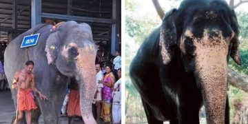 ഏഷ്യയിലെ തന്നെ ഏറ്റവും പ്രായമേറിയ ആന ‘താര’ ചരിഞ്ഞു