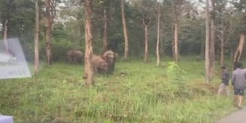 വേട്ടയാടലിന് തുല്യം ; കാട്ടാനയെ പ്രകോപിപ്പിച്ചവർക്കെതിരെ കേസെടുത്ത് വനംവകുപ്പ്