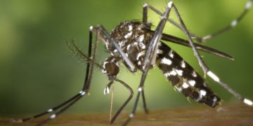 ചിക്കുന്‍ഗുനിയ ; അറിയാം പ്രധാനപ്പെട്ട ലക്ഷണങ്ങൾ