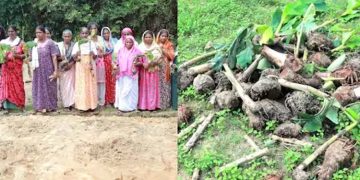 പിരിവെടുത്ത് തുടങ്ങിയ കൃഷി നശിപ്പിച്ചു ; പരാതിയുമായി സ്ത്രീ സംഘം