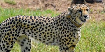 വീട്ടുമുറ്റത്ത് കളിച്ചുകൊണ്ടിരിക്കെ പുലിയുടെ ആക്രമണം ; ഏഴ് വയസുകാരന് ഗുരുതര പരിക്ക്