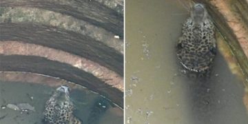 കണ്ണൂരില്‍ വീട്ടുമുറ്റത്തെ കിണറ്റിൽ പുള്ളിപ്പുലി വീണു