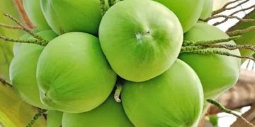 പച്ചതേങ്ങ സംഭരണം ; സബ്‌സിഡി 12.5 കോടി അനുവദിച്ചു