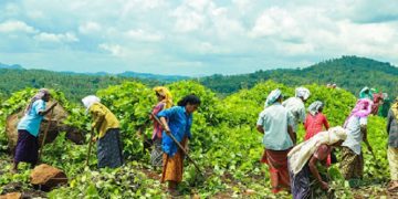 തൊഴിലുറപ്പ് സോഷ്യല്‍ ഓഡിറ്റ് ; കേരളം വീണ്ടും ഒന്നാമത്