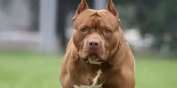 നടക്കാനിറങ്ങിയ യുവതിയെ കടിച്ച് കീറി അയൽവാസിയുടെ നായകൾ