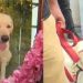 പോലീസ് നായ കല്യാണി ചത്തത് വിഷം ഉള്ളില് ചെന്ന് ; ദുരൂഹത ; മൂന്ന് പോലീസുകാര്ക്കെതിരെ നടപടി
