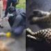 പുള്ളിപ്പുലിയെ ചത്ത നിലയിൽ കണ്ടെത്തി ; ശരീരത്തിൽ മുള്ളൻപന്നിയുടെ മുള്ള് തറച്ച നിലയിൽ