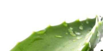 മുടികൊഴിച്ചിൽ തടയാൻ കറ്റാർവാഴ ; ഇങ്ങനെ ഉപയോ​ഗിച്ച് നോക്കൂ