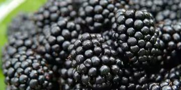 ബ്ലാക്ക്ബെറിയുടെ ഈ ആരോ​ഗ്യ​ഗുണങ്ങൾ അറിയാതെ പോകരുത്