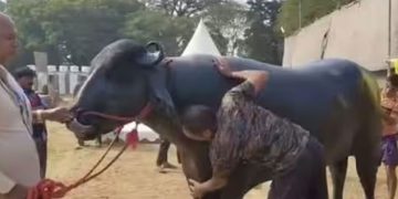 പരിചരിക്കാൻ 5 പേർ, എസി റൂം, ടിവി, ഒരു ഡോസ് ബീജത്തിന് 300 രൂപ, ​ഗോലുവിന്റെ വില കേട്ടാൽ ഞെട്ടും