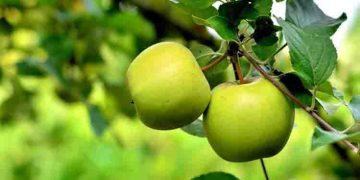 ആരോഗ്യത്തിനും സൗന്ദര്യത്തിനും ഗ്രീൻ ആപ്പിൾ ; അറിയാം ആരോ​ഗ്യ​ഗുണങ്ങൾ