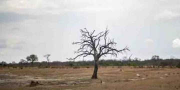 കടുത്ത വരൾച്ച ; ഹ്വാംഗെയിൽ ചരിഞ്ഞത് നൂറിലേറെ ആനകൾ