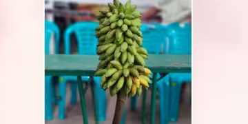 വീണ്ടും വൻ ഹിറ്റായി കെ – റെയിൽ വിരുദ്ധ വാഴക്കുല ലേലം