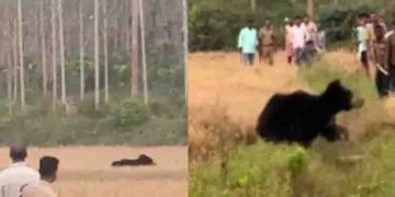 വയനാട്ടിലെ ജനവാസമേഖലയില്‍ ഭീതിവിതച്ച കരടിയെ കാടുകയറ്റി
