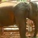 പിഎം 2 ആനയുടെ സ്വഭാവം പ്രധാനം; കാട്ടിൽ വിട്ടാൽ അതീജീവിക്കുക പ്രയാസം; വനം വകുപ്പ് നിലപാട് നിര്ണായകം