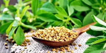 ഉലുവ ഇങ്ങനെ ഉപയോ​ഗിക്കൂ, മുടികൊഴിച്ചിൽ എളുപ്പം അകറ്റാം