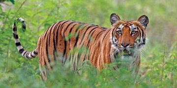 വയനാട് കൊളഗപ്പാറയിൽ രണ്ടാമതും കടുവയിറങ്ങി ; പശുക്കിടാവിനെ കൊന്നു