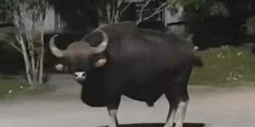 കാട്ടുപോത്ത് ആക്രമണം : കക്കയത്തെ ടൂറിസം കേന്ദ്രങ്ങള്‍ അടച്ചു