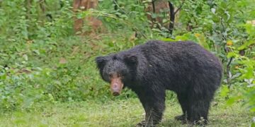 വയനാട്ടിൽ വീണ്ടും കരടി ; കാൽപ്പാടുകൾ കണ്ടെത്തി