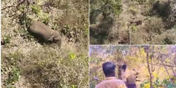 ‘ബേലൂർ മഖ്‌നയെ ഉൾവനത്തിലേക്ക് തുരത്തും’ ; കർണാടകയുടെ ഉറപ്പ്‌