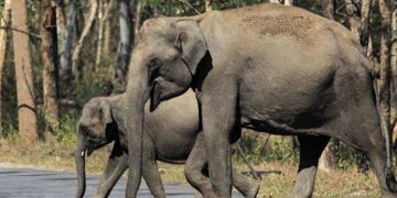 വന്യജീവി ആക്രമണം : വയനാട്ടിൽ കമാൻഡ് കൺട്രോൾ സെന്റർ ആരംഭിച്ചു