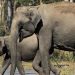 വന്യജീവി ആക്രമണം : വയനാട്ടിൽ കമാൻഡ് കൺട്രോൾ സെന്റർ ആരംഭിച്ചു