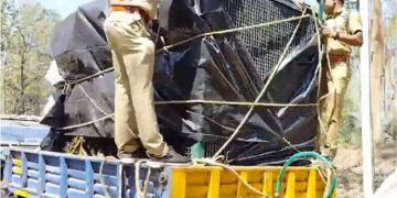 ഒരു മാസമായി മുള്ളൻകൊല്ലിയെ ഭീതിയിലാഴ്ത്തിയ കടുവ കൂട്ടിലായി