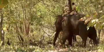 മേലൂർ മഖ്നക്കൊപ്പം മറ്റൊരു മോഴയാന കൂടി ; ദൗത്യസംഘത്തിനു കൂടുതല്‍ പ്രതിസന്ധി