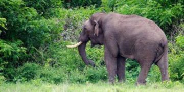 മലപ്പുറത്ത് കാട്ടാന ആക്രമണം ; യുവാവിന് പരിക്ക്