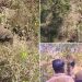 മിഷന് ബേലൂര് മഖ്ന അഞ്ചാം ദിനം; ആന പനവല്ലി റോഡിലെ മാനിവയലില്, ട്രാക്കിങ് ടീം വനത്തിനുള്ളില്