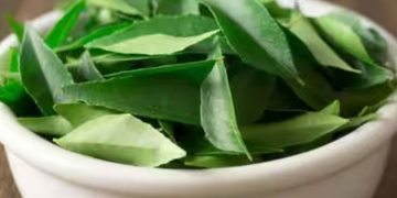 മുടി വളരാൻ കറിവേപ്പില ; ഇങ്ങനെ ഉപയോ​ഗിച്ച് നോക്കൂ