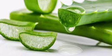 മുഖത്തെ ചുളിവുകൾ മാറാൻ കറ്റാർവാഴ ; ഇങ്ങനെ ഉപയോ​ഗിച്ച് നോക്കൂ