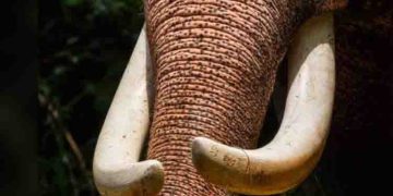 തൃശൂര്‍ കുന്നംകുളത്ത് ആന ഇടഞ്ഞു; രണ്ടാം പാപ്പാനെ എടുത്തെറിഞ്ഞു