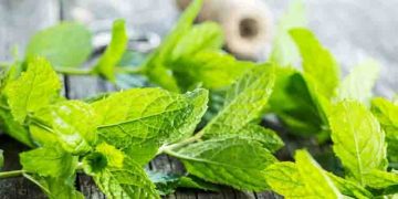 പുതിനയിലയുടെ ഈ ​ഗുണങ്ങൾ അറിയാതെ പോകരുത്