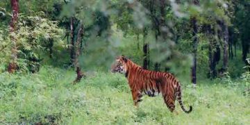 വയനാട് പടമലയിൽ പള്ളിയിൽ പോകാനിറങ്ങിയ സ്ത്രീയെ പിന്തുടർന്ന് കടുവ