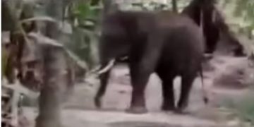 കോയമ്പത്തൂർ ന​ഗരത്തെ വിറപ്പിച്ച് കാട്ടാനയുടെ പരാക്രമം