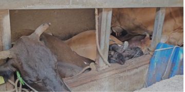 തൃശൂരിൽ നാല് പശുക്കൾ വൈദ്യുതാഘാതമേറ്റ് ചത്തു