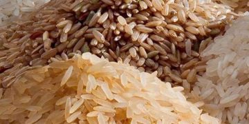 ജയ അരി 29 രൂപ, മട്ട അരി 30 രൂപ ; ശബരി കെ റൈസ് വിതരണോദ്ഘാടനം ബുധനാഴ്ച