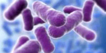 ആന്ത്രാക്സ് ഭീതി, കന്നുകാലികൾക്ക് നിരീക്ഷണം ഏർപ്പെടുത്തും, ജാഗ്രതാ നിർദേശങ്ങളുമായി തായ്‍ലന്‍റ് സർക്കാർ